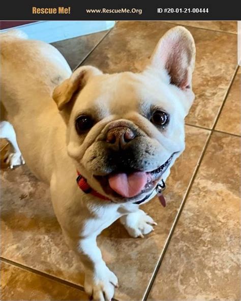 french bulldog rescue phoenix az